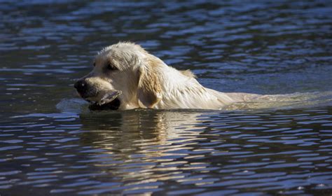 Origen Del Golden Retriever Lords Världen