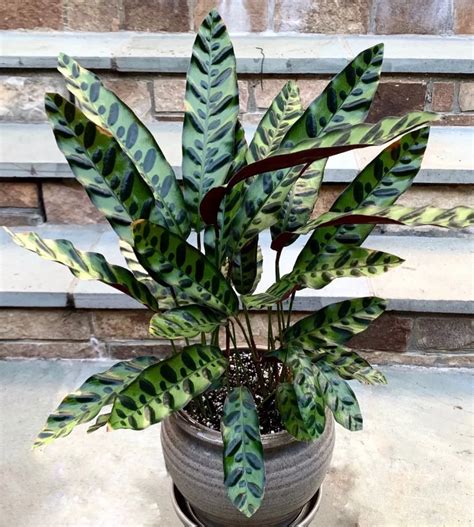 Rattlesnake Plant Care: Grow with Easy Tips!