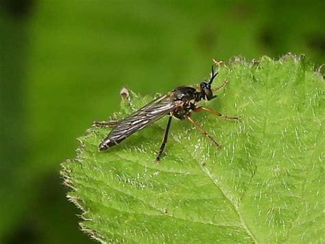 Habichtsfliege Höcker Habichtsfliege Dioctria rufipes Flickr