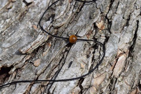 Tiger S Eye Choker Necklace Mm Natural Stone Jewelry Etsy