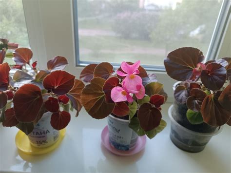 Бегония розовая вечноцветущая: 70 грн. - Кімнатні рослини Київ на Olx