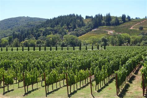 images vine vineyard wine field harvest agriculture