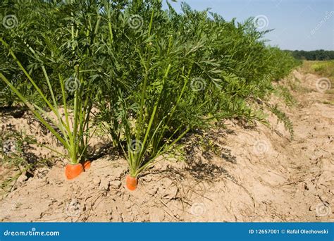 Fresh Carrots On Field Stock Image Image 12657001