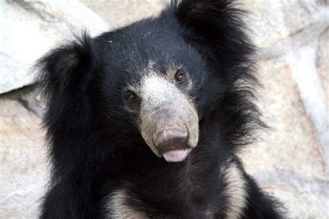 Sloth Bear Animal Facts And Information