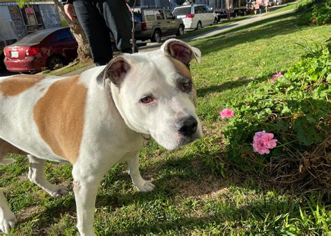 mollie animal farm 2