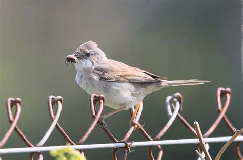 Wednesday 7th June 2023 Cornwall Birds CBWPS