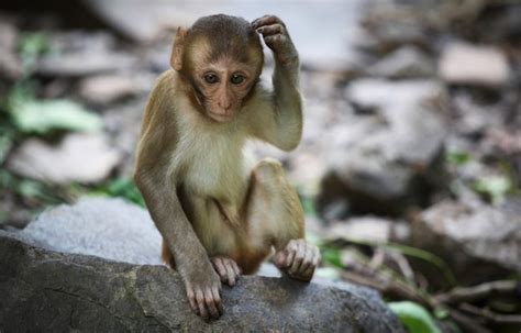 Thinking Monkey Blank Template - Imgflip