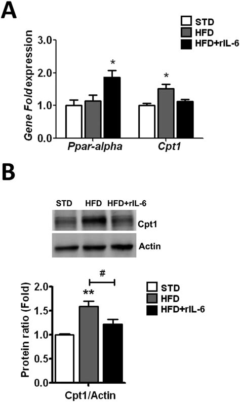 Effect Of IL 6 Treatment On The Expression Of Ppar Alpha And Its Target