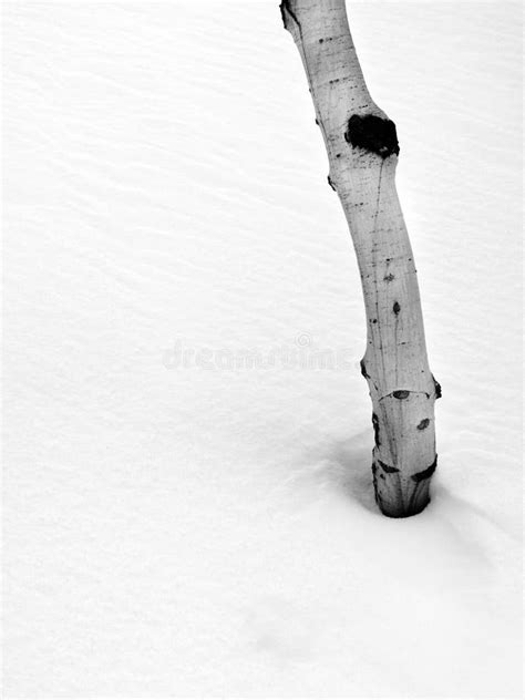 Aspen Tree in the Snow stock photo. Image of bitter, sunlight - 28438940