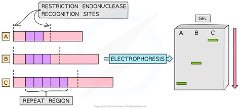 Aqa A Level Biology复习笔记8 4 10 Variable Number Tandem Repeats 翰林国际教育