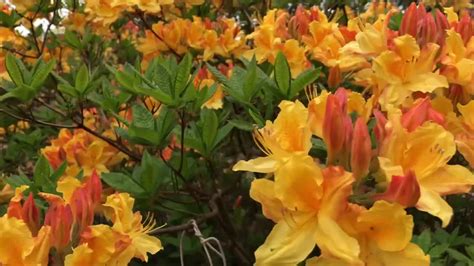 Premium stock video - Rhododendron flowering shrubs, trees, bushes in ...