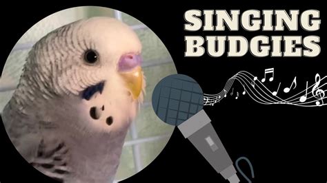 Budgies singing - YouTube