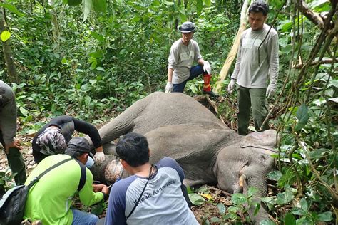 Threats Facing Asian Elephants - International Elephant Project