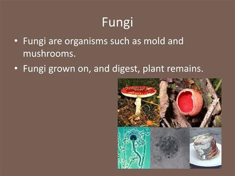 PPT - How Soil Forms PowerPoint Presentation, free download - ID:2647146 
