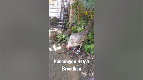 kanawayon hatch broodstag youtube