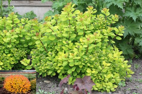 Купить Спирея березолистная Тор голд Spiraea betulifolia Tor Gold - в ...