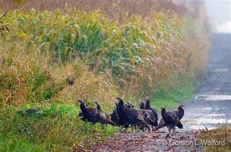 Gordon Wolford Photographyontarioeastern Ontariobirds Of Eastern