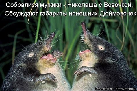 Котоматрица: Случайные котоматрицы