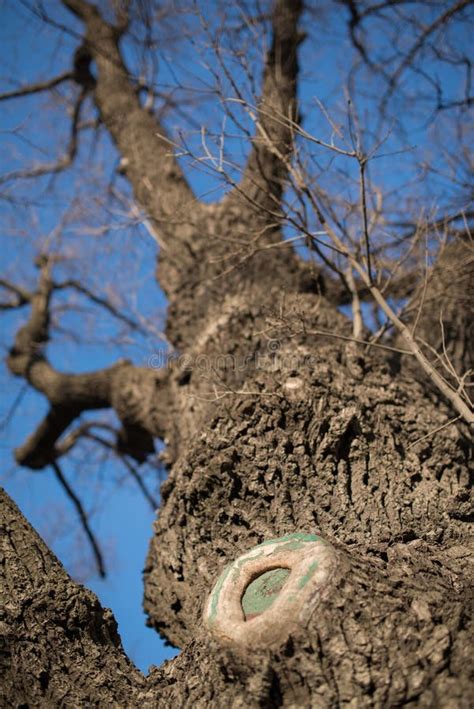 Naked Tree Branches Against The Blue Sky Look Up Stock Photo Image Of Bare Forest