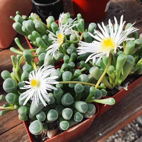 Суккуленты 44 вида с названиями: уход, фото, адромискус, граптоверия ...