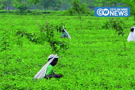 Wages Board Approves Rs 1 700 Daily Minimum Wage For Plantation