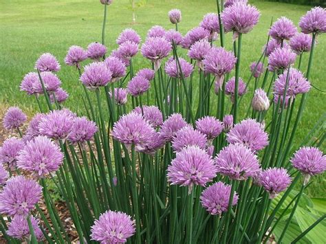 Potted Chives Container Gardening In Spite Of Moving For Edible