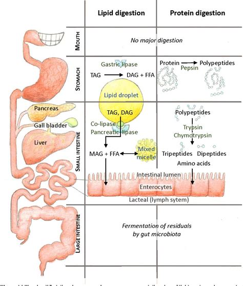 Lipid And Protein Digestion And Absorption Basic Anatomy And