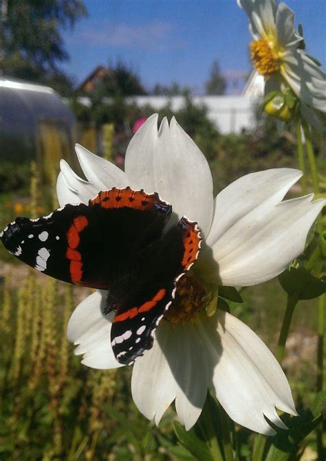 Кусочек лета | Пикабу