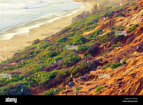 California Green And Sandy Ocean Shore Beach Plants And Flowers