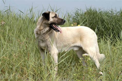 Kangal Shepherd Dog Ultimate Guide Health Personality And More