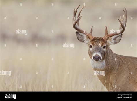 Whitetail Deer buck with trophy class antlers sporting 16 antler points ...