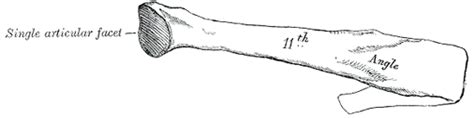 Ribs Anatomy Types Ossification Clinical Significance How To Relief