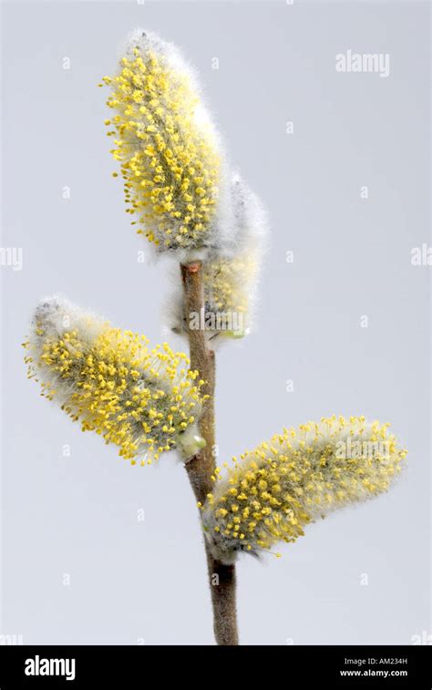 Pussy Willow Salix Caprea Small Branch With Flowers Called Willow Catkins Studio Picture
