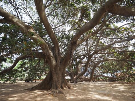 Moreton Bay fig tree stock image. Image of plants, banyan - 101083039