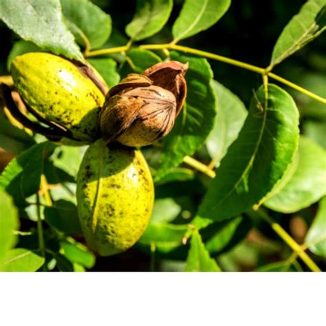 Орех пекан: как почистить от кожуры и шелухи, какие инструменты выбрать ...