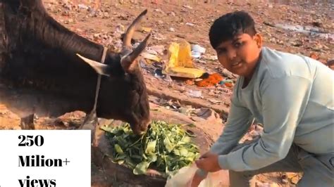 Gay Mata Ka Part Youtube