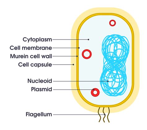 Characteristics Of Bacteria Javatpoint