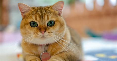 folded ear cat breeds - Deloris Laughlin