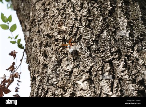 Female Cicada Killer Trying To Carry Home A Male Cicada That Has Been