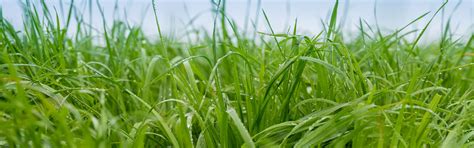 Tall Fescue Grasses Dlf Seeds Australia