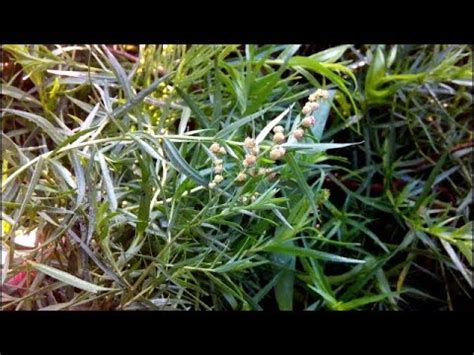 УНИКАЛЬНОСТЬ ТАРХУНА (ЭСТРАГОНА) - YouTube