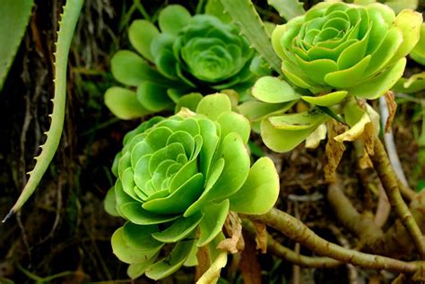 Aeonium Plants Guide How To Grow And Care For These Succulents