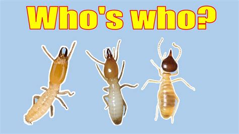 How To Identify Termite Species Dont Get It Wrong Youtube