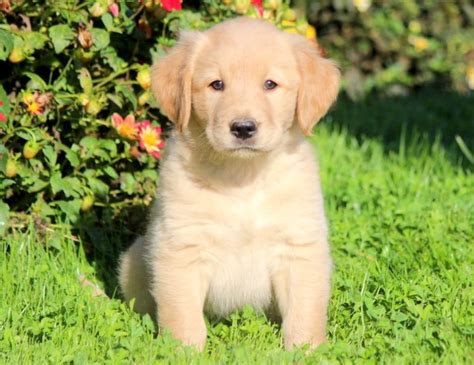 Golden Labrador Retriever Puppies For Sale Keystone Puppies