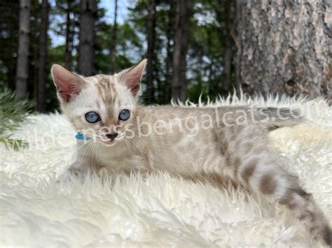 ⭐️ Joy ⭐️ Snow Bengal Kitten - Wilderness Bengal Cats