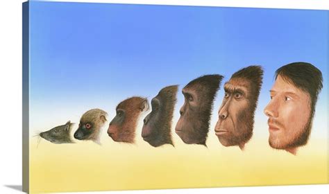 Human evolution, artwork | Great Big Canvas