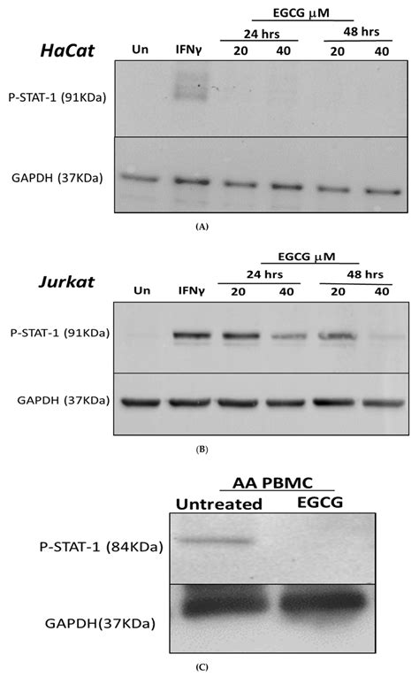 The Effect Of Epigallocatechin Gallate Egcg On P Stat Protein In