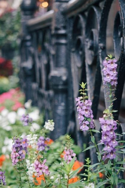 Premium Photo Purple Flowers Blooming By Railing