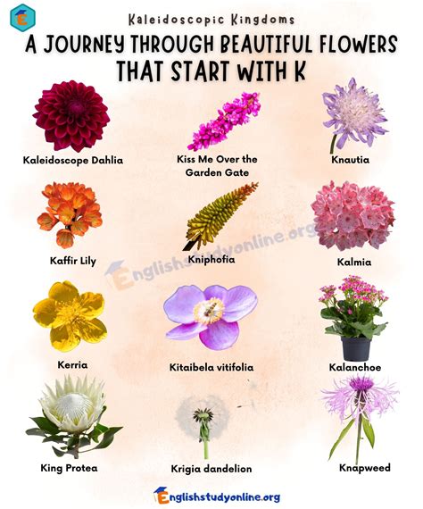 Kicking off your Garden with these Beautiful Flowers that Start with K
