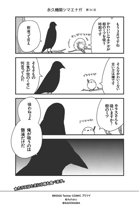 シマエナガとカラスさん【永久機関シマエナガ】コミックス発売中 On Twitter 【月～金／平日毎日連載】青春（あおはる